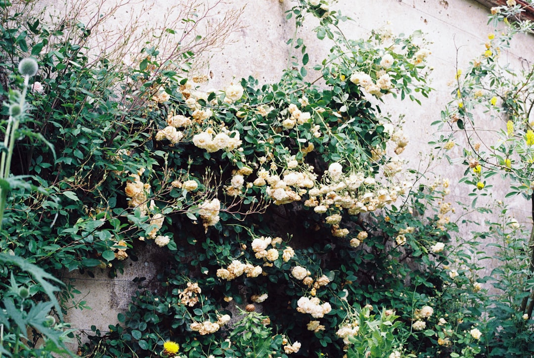 Gardnerella