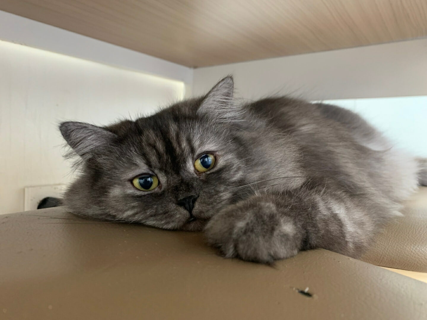 회색털을가진 페르시안 고양이