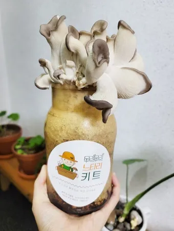 느타리버섯 재배 배지 수분 온도 관리 초보 성공_13