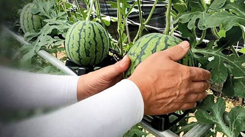 수박 잘 고르는 방법