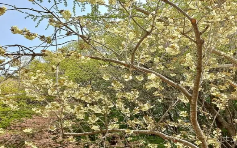 개심사 청벚꽃 개화시기 겹벚꽃 명소_1