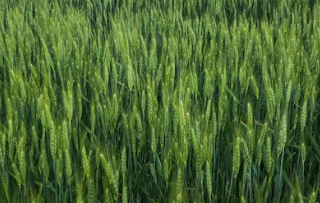 카뮤트 탈모와 당뇨에 대한 효능