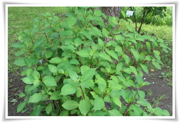 "산수국" 아름다운 매력을 한껏 간직하고 있는 여름 대표 꽃!