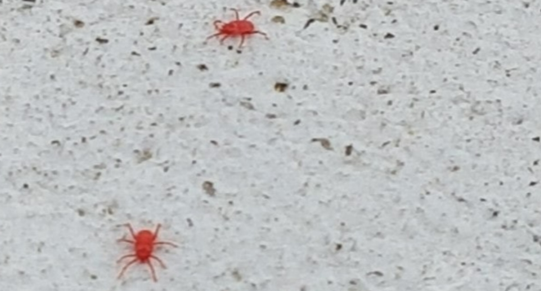 빨간진드기(다카라다니)