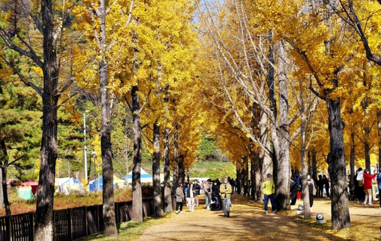 괴산 문광저수지 은행나무길