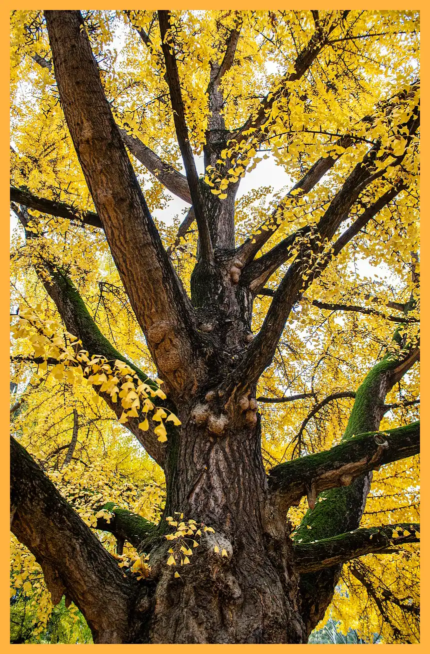 문광저수지 은행나무길