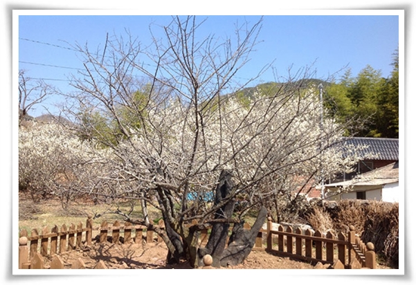 "매화" 겨울을 깨우는 은은한 향기의 비밀을 간직한 백매화 홍매화 청매화!