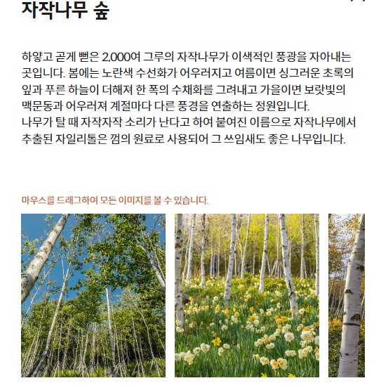 자작나무숲