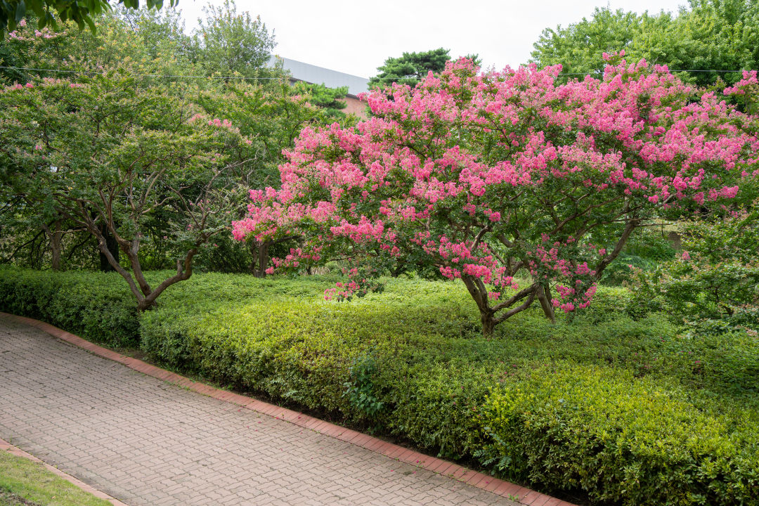만석공원 배롱나무