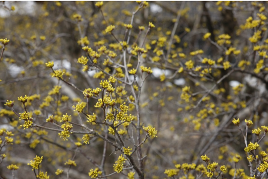 구례 산수유 꽃 축제