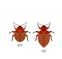 빈대2
