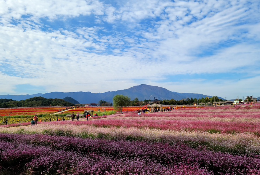 철원 고석정꽃밭