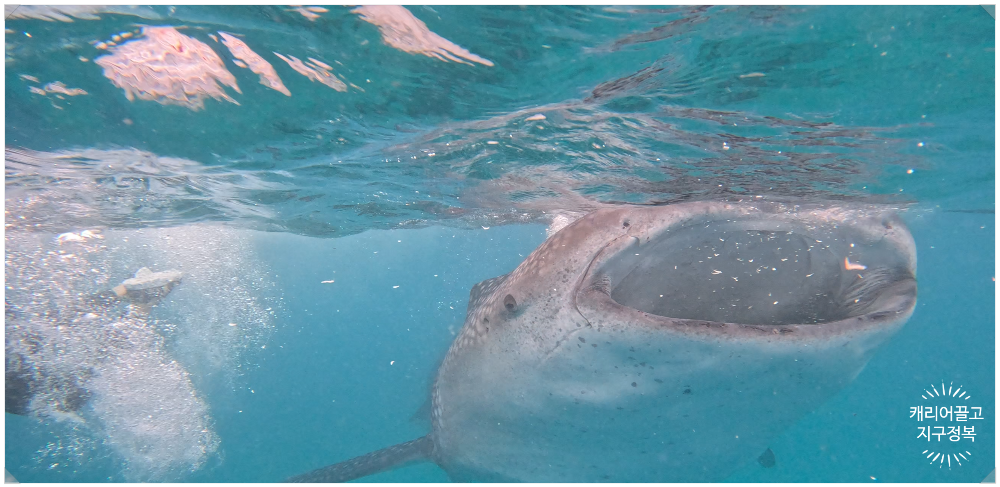 세부 오슬롭 고래상어