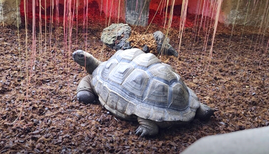 희리산해송자연휴양림-서천-가볼만한곳-추천