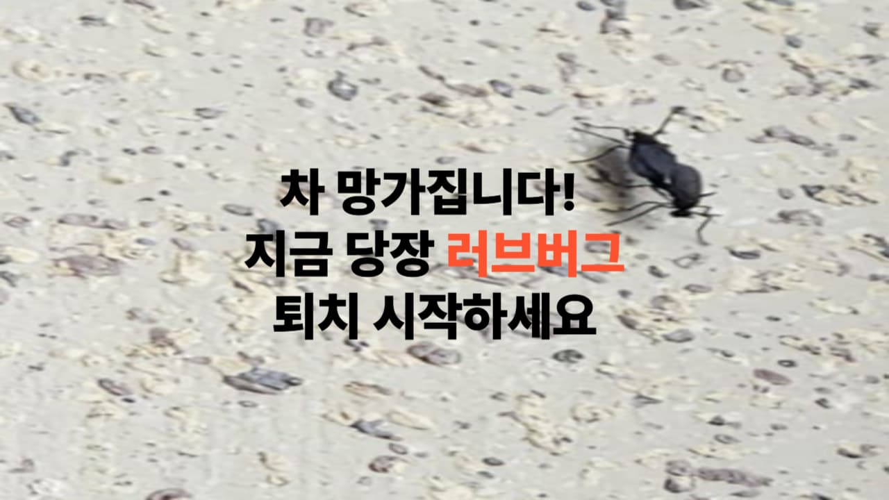 차 망가집니다! 지금 당장 러브버그 퇴치 시작하세요