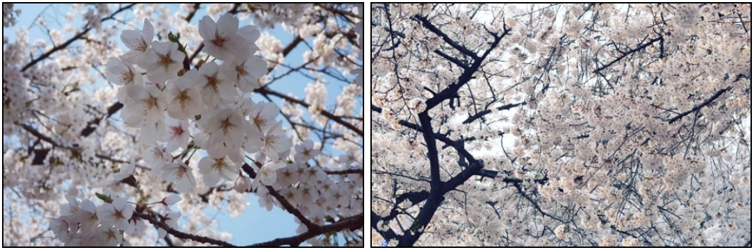 여의도-윤중로-벚꽃