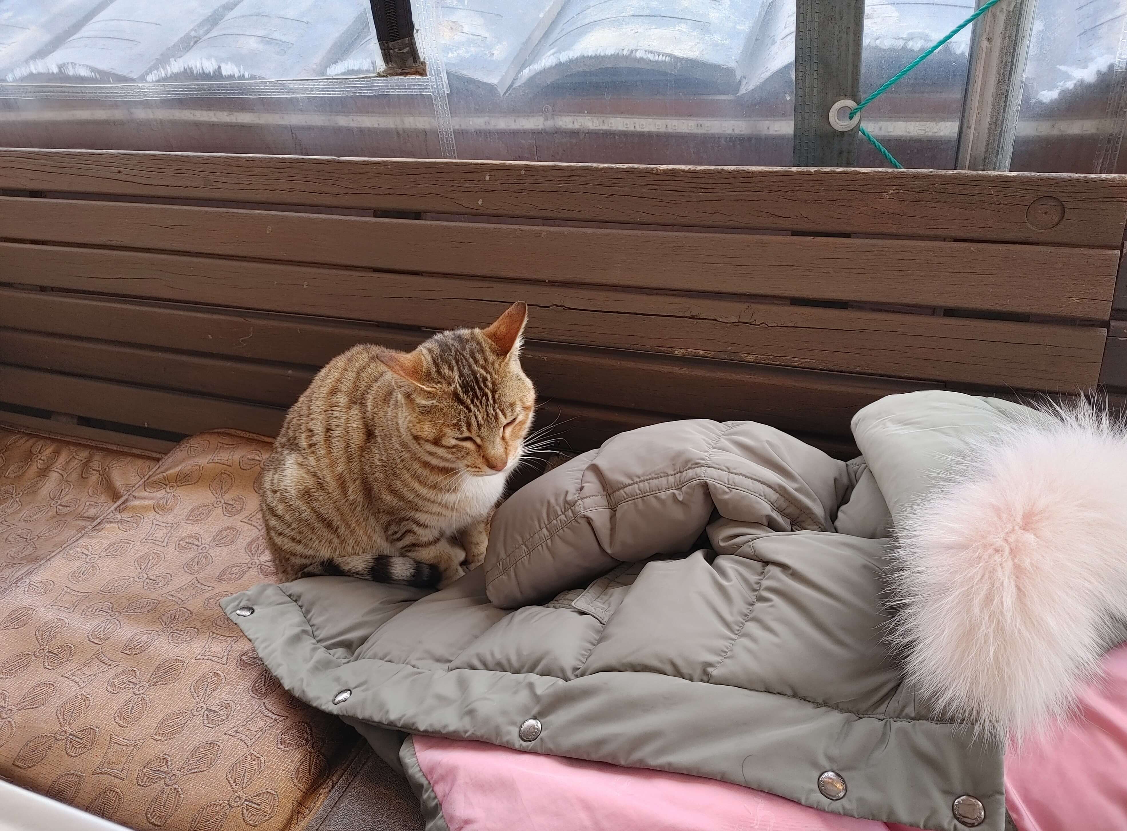 기장_연화리_해풍_가마솥_길냥이