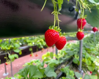 양평딸기 송어축제_10