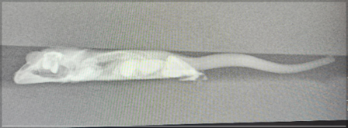 특수반려병원-파우동물병원-도마뱀진료사진1