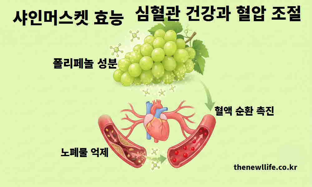샤인머스켓 효능 심혈관 건강 혈압 조절