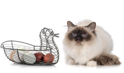 고양이와 알 사진