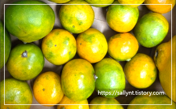 여름 귤 섭취 시 주의할 부작용