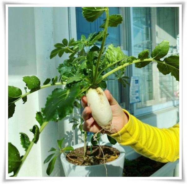 "김장 무, 직접 길러보세요!" 초보자도 성공할 수 있는 쉬운 재배 가이드!