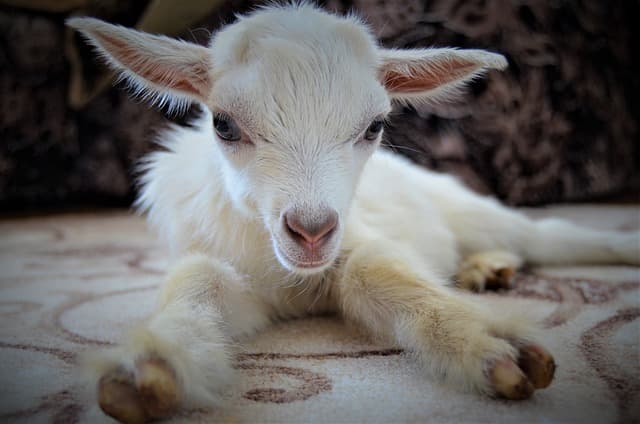 "염소 요가를 위한 최적의 장소와 환경은?"
