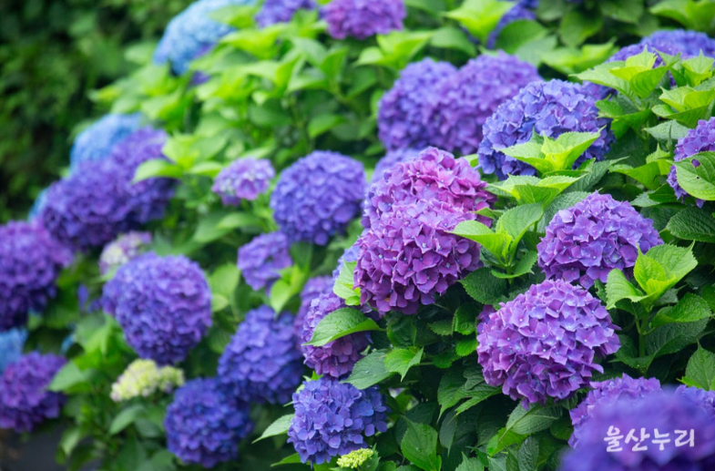 2025 울산 장생포 수국축제 일정·위치·요금 총정리! (6.7~6.29)