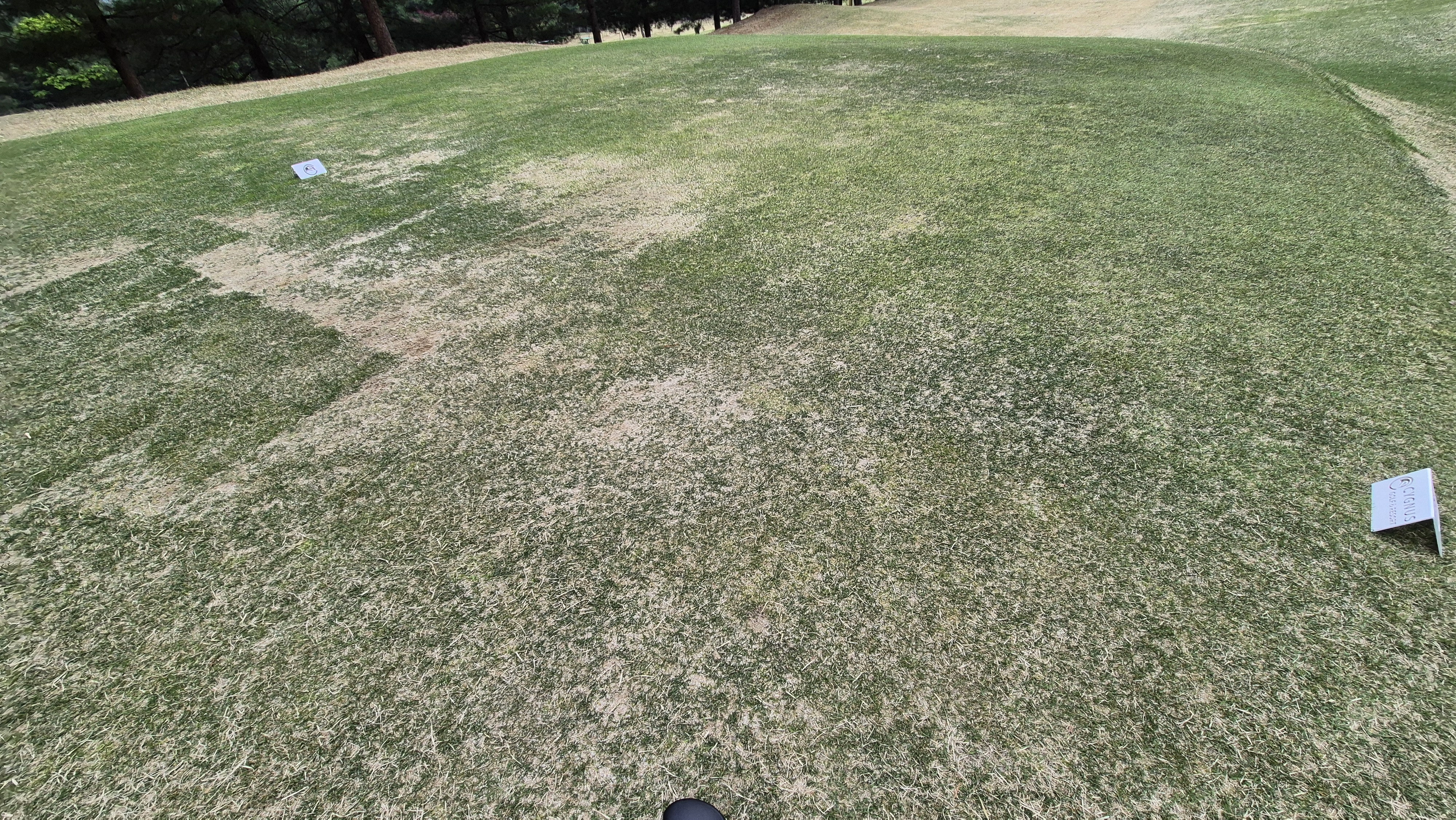 시그너스cc 코튼-라미 코스 티잉구역 상태