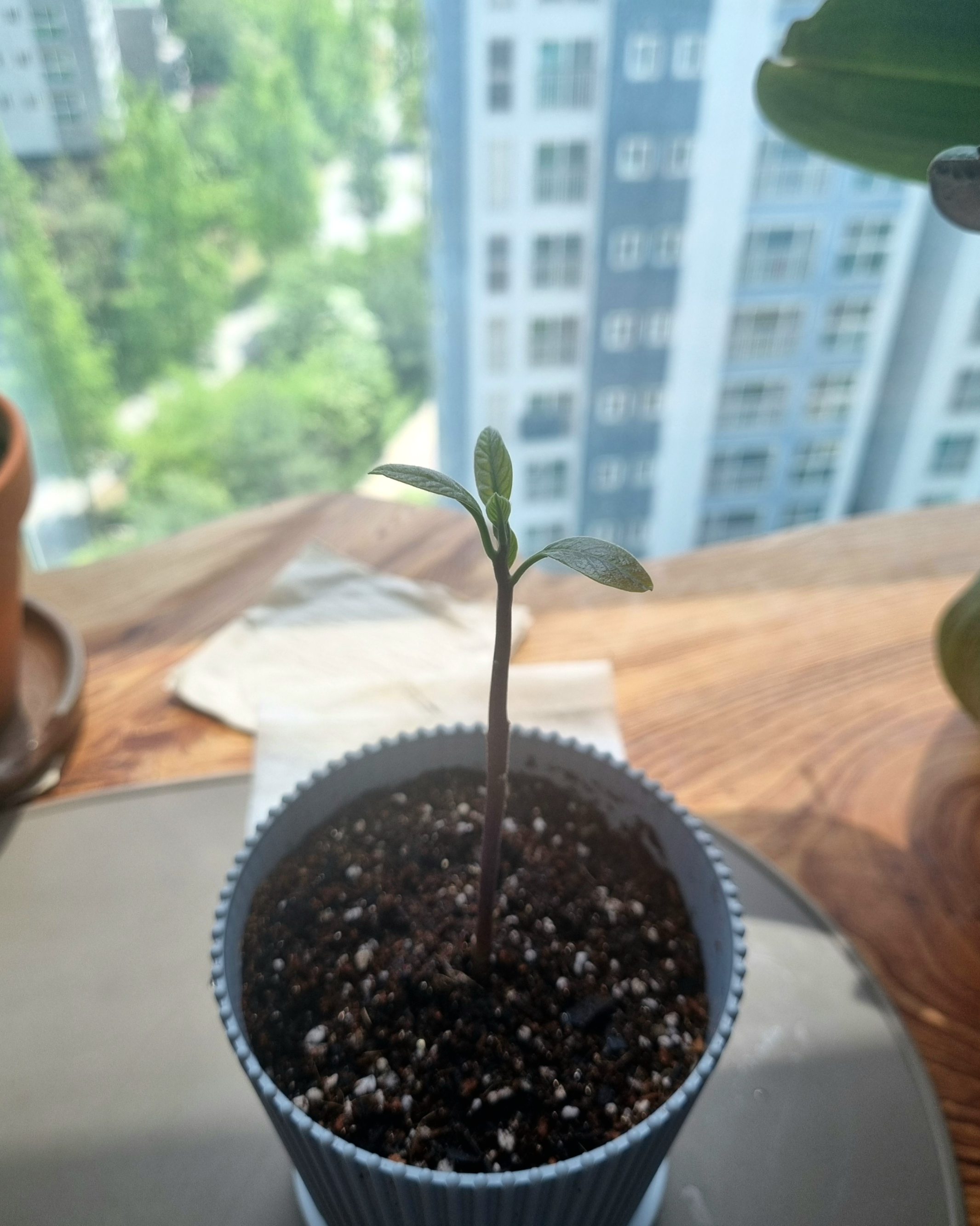 윤기나는 아보카도 새싹