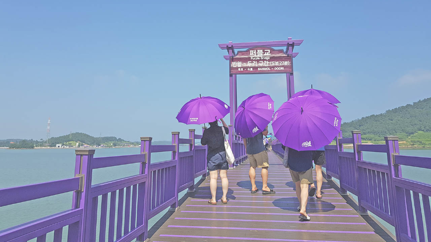 신안 퍼플섬 여행 가이드 - 보랏빛 낭만 속으로!