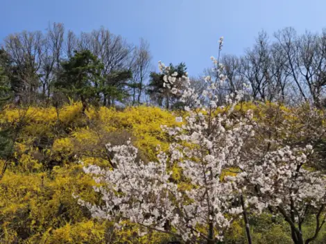 봄에가볼만한곳-북서울꿈의숲개나리