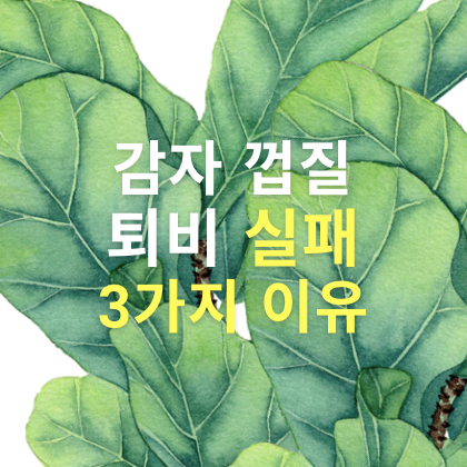 감자껍질 퇴비 실패 3가지 이유