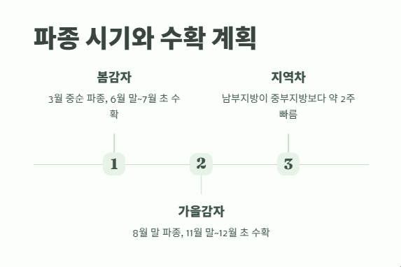 감자 수확시기 타이밍과 방법 3