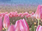 태안 튤립축제