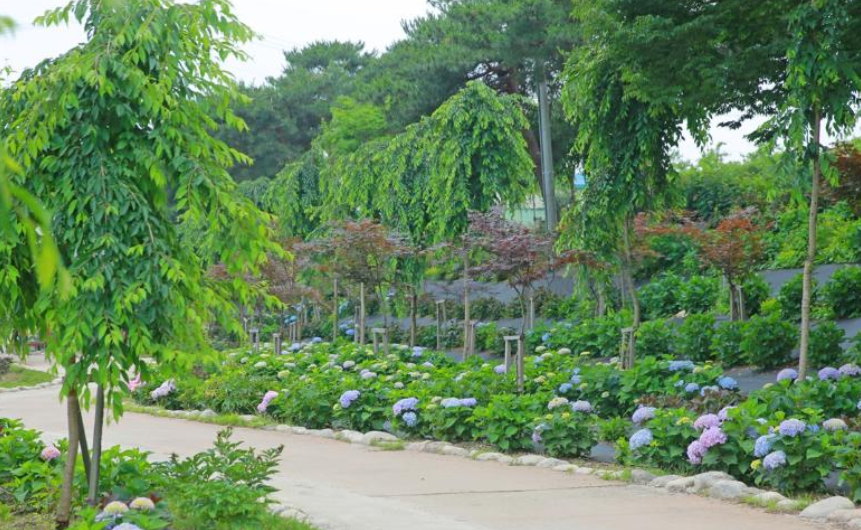 공주 유구 색동수국정원 꽃축제 기간 장소 주차