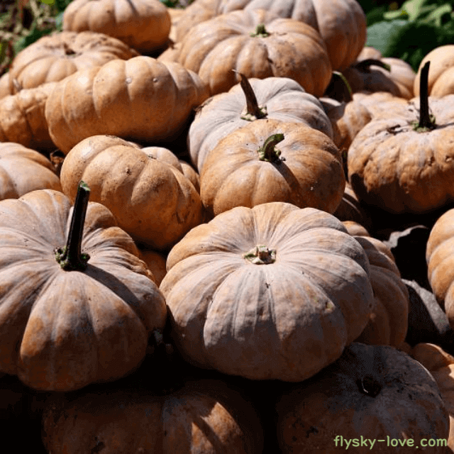 면역력 높여주는 늙은 호박