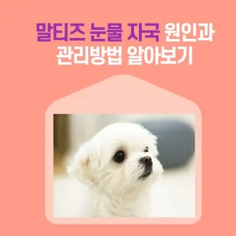 눈물이 자주 나는 이유에 대한 안과정보_24