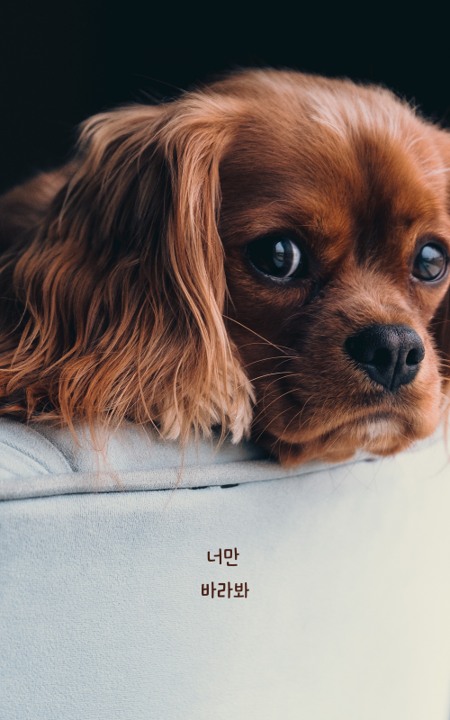 카톡 배경화면 사진 이미지 카카오톡 배경화면 바꾸기 무료 이미지 모음