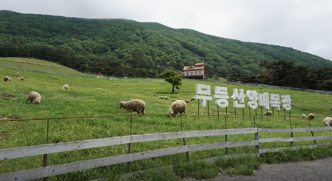 무등산 양떼 목장(10)