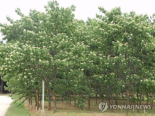 헛깨나무