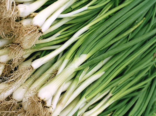 쪽파 재배 방법, 키우기, 씨 심는 시기, 파종 시기, 수확시기