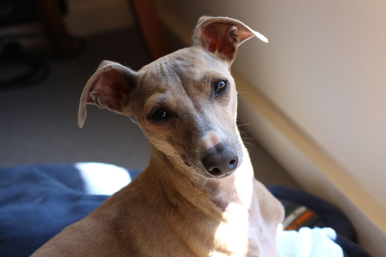 이탈리언 그레이하운드(Italian Greyhound)