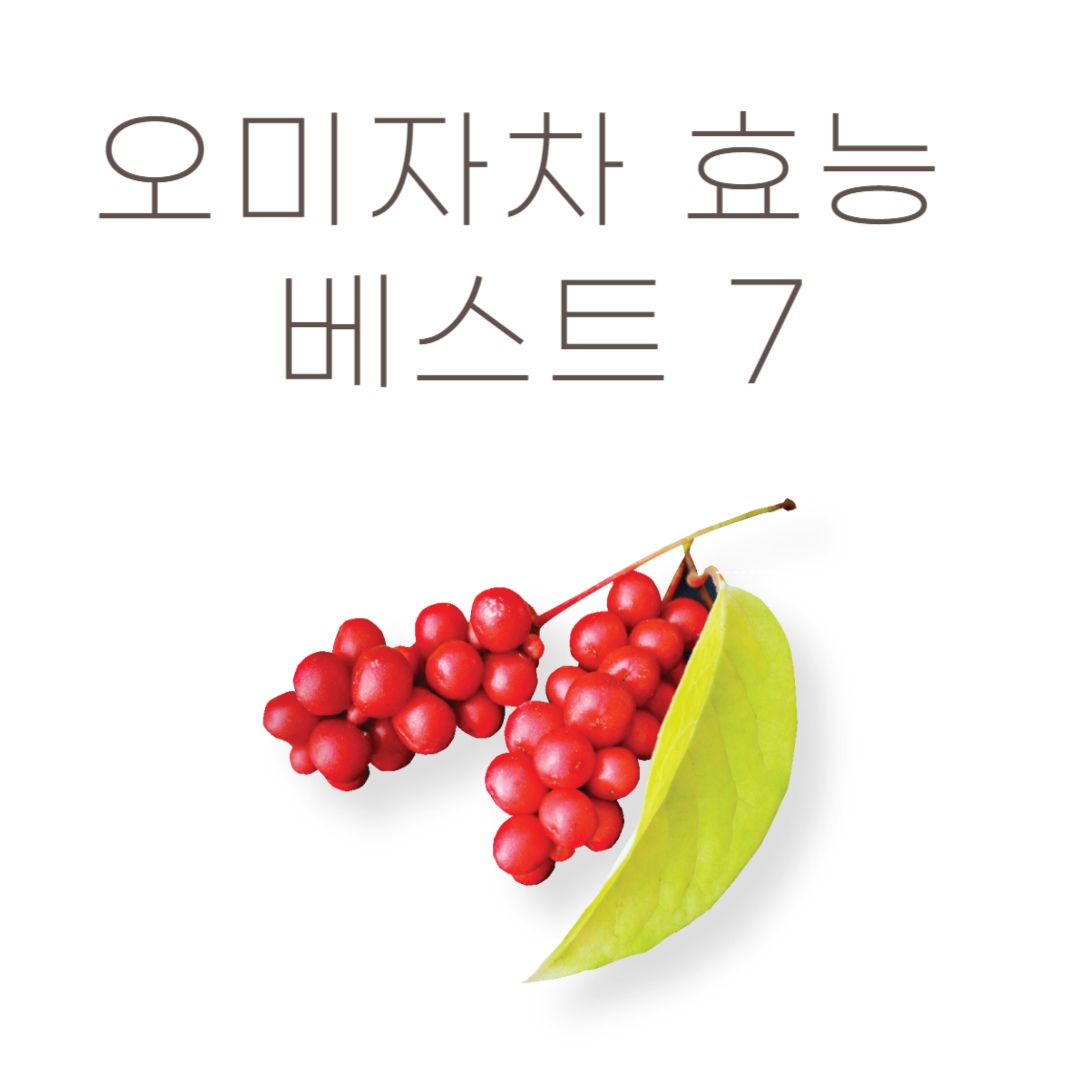 오미자차효능베스트7