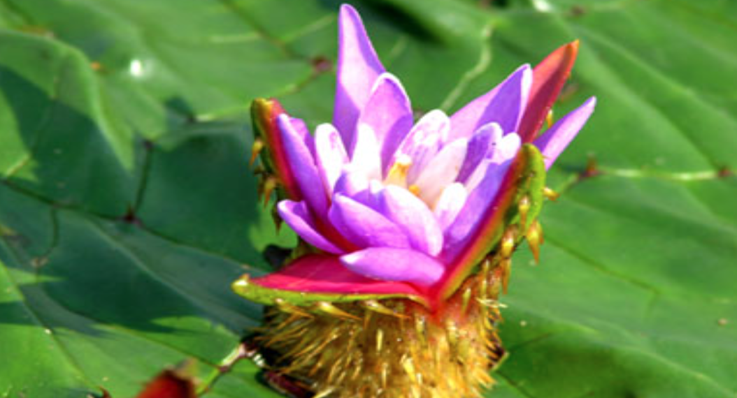 가시 연꽃 관련 사진