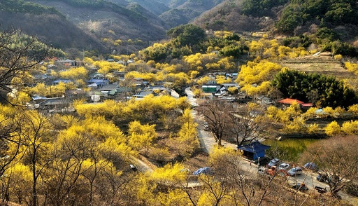 봄꽃 축제