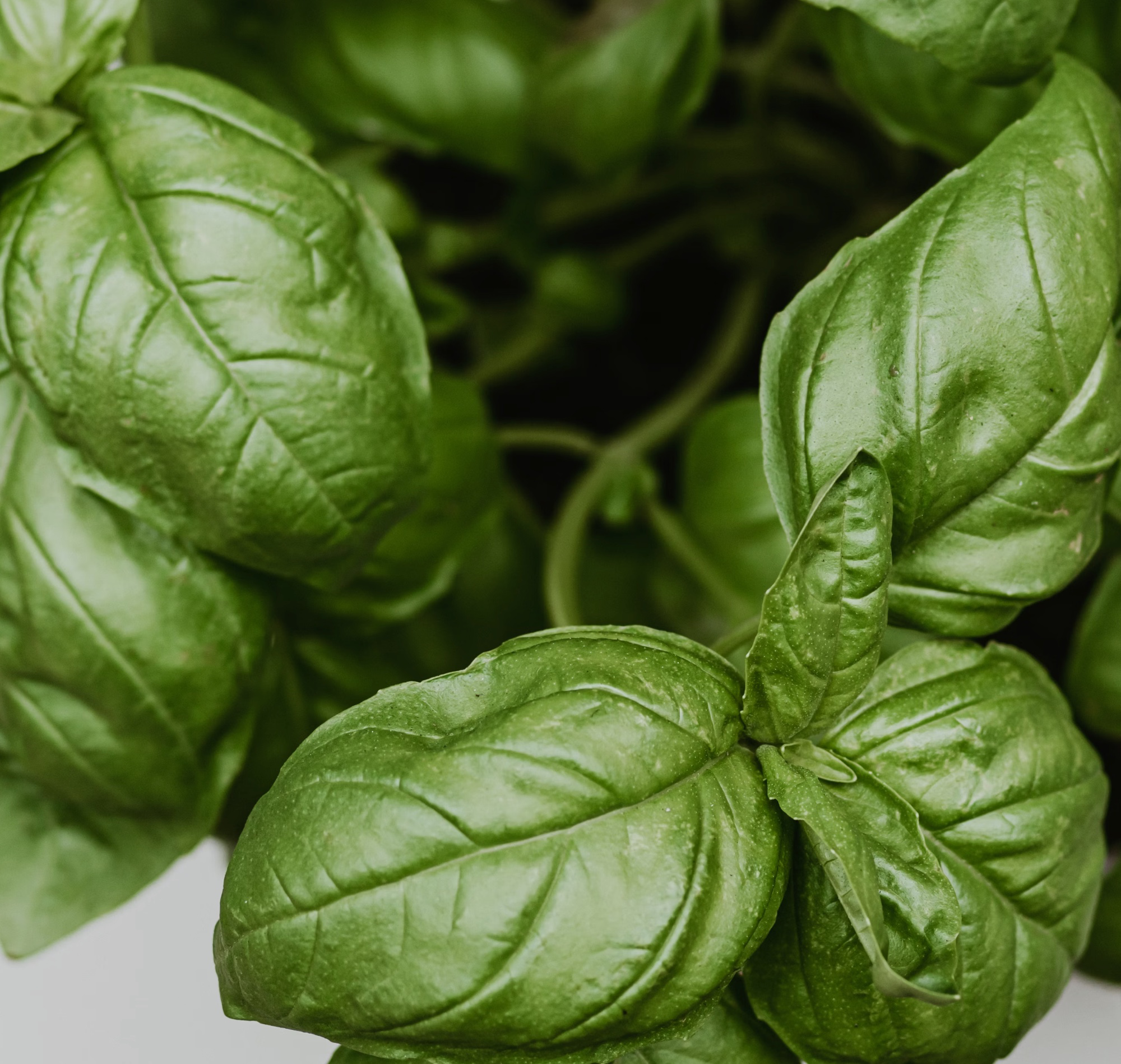 모기가 싫어하는 식물