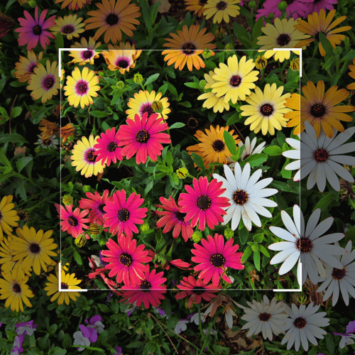 daum 꽃 찾기 기능