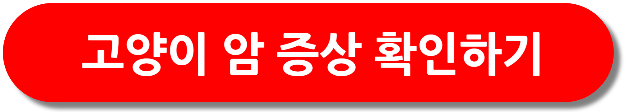 고양이-암-증상